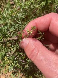 Image result for Carrichtera annua