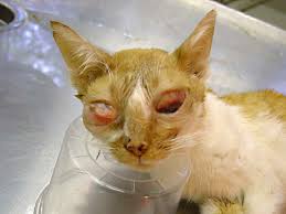 Feline infectious peritonitis (fip) is a viral disease of cats that occurs throughout the world and is almost invariably a fatal disease. Conference 10 2011 Case 03 20111116
