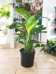 I am native to south africa but i was grown in florida and am so happy to be going to my new home. Bird Of Paradise White Strelitzia Nicholai Botaniful