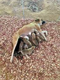 Does anyone know a dog rescue in North MS for a pregnant dog and her 9 pups?