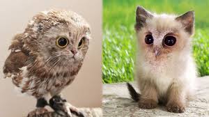 Hai guys, saksikan video anak kucing lucu lagi manja hanya di channel ini ya stay save and keep healty everyone jangan lupa. 15 Photoshop Gabungan Kucing Dan Hewan Hewan Ini Lucu Banget Bikin Pengen Pelihara Imut Tribunstyle Com