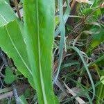 Image result for Oenothera indecora