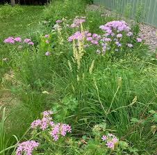 Image result for Mellera lobulata