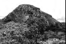 Image result for Habenaria livingstoniana