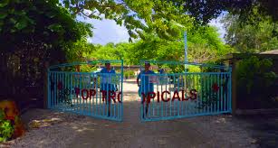 Image result for Hymenocardia ulmoides