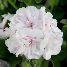 Image result for Pelargonium whytei