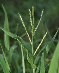Image result for Urochloa