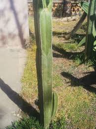 Image result for Lophocereus marginatus