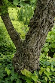 Image result for Robinia