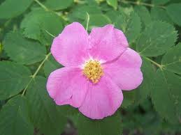 Find a stalk on your rhubarb plant that's ready to be picked. Alberta Wild Rose Flowers Wild Roses Bloom
