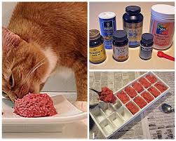 Cat food and kitten food are formulated differently based on the age of your cat and their needs. Homemade Cat Food Recipes Homesteading Simple Self Sufficient Off The Grid Homesteading Com Homemade Cat Food Diy Cat Food Food Animals