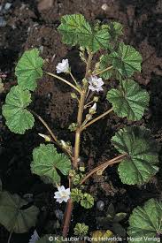 Image result for Malva neglecta