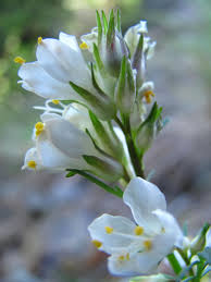 Image result for Campylospermum hiernii