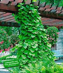 Baldur Garten Pfeifenwinde 1 Pflanze Aristolchia Macrophylla Kletterpflanze Pflanzen Kletterpflanzen Pfeifenwinde