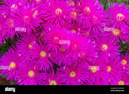 Image result for Lampranthus spp.