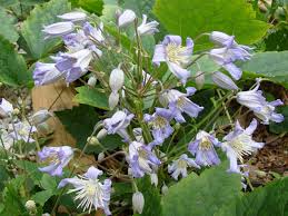 Extremely vigorous and very free flowering. Clematis Mrs Robert Brydon Brushwood Nursery Clematis Specialists