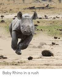 Baby Rhino In A Rush Rush Meme On Me Me