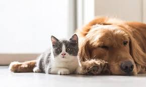 Having a pet means taking on a lot of responsibility—you'll have to make sure that new member of your family stays healthy through regular examinations and pet vaccinations. 24 Hr Emergency Care Allied Veterinarian