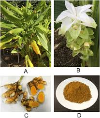 Maybe you would like to learn more about one of these? Pictures Of Plant A Flower B Rhizomes C And Rhizome Powder D Download Scientific Diagram