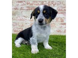 Maybe you would like to learn more about one of these? Cowboy Corgi Dog Female Black Tan White 2804838 Petland Pets Puppies Chicago Illinois