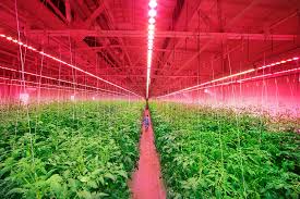Click here to buy now ! Signify And Riat Pioneer Growing Tomatoes And Cucumbers In A Vertical Farm Without Daylight Signify Company Website