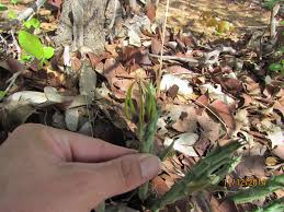 Image result for Aspidoglossum interruptum