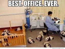 Panda Boss Top 12 Best Job Ever Memes Cute Animals Funny Animals Funny Pictures