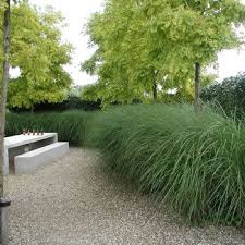 Miscanthus Sinensis Gracillimus Chinaschilf Eulalia Gras Mit Stauden Gestalten Stauden Mit Anhalten Garten Landschaftsbau Gartengestaltung Garten