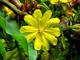 Pin On Flowers
