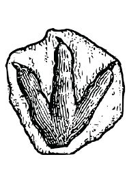 Image Result For Fossil Coloring Pages Animal Tracks Coloring Pages Animal Coloring Pages