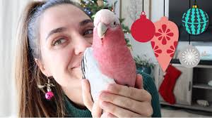 Animal Lovers Gift Guide 2021