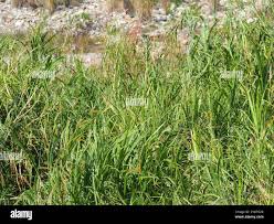 Image result for Cenchrus purpureus