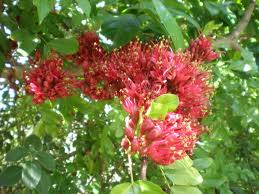 Image result for Schotia capitata