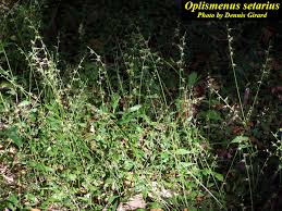 Image result for Oplismenus compositus