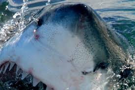 The ampullae of lorenzini is a sensory organ which allows sharks to feel the electromagnetic field of their prey. Cool Animal Facts 2 Great White Sharks And Their Ampullae Of Lorenzini Album On Imgur