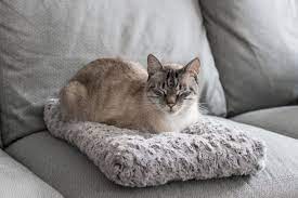 We did not find results for: The Best Cat Beds According To Our Cats For 2021 Reviews By Wirecutter