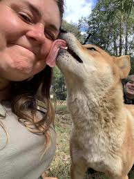 Beloved dingoes Django and Nahla return to Potoroo Palace after seven  months in limbo