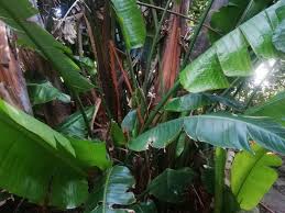 Image result for Strelitzia alba