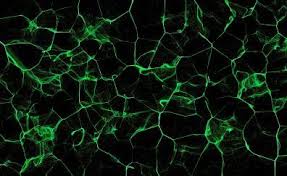  Download 1920x1080 Wallpaper Fluid Bubbles Htc U12 Plus Stock Full Hd Hdtv Fhd 1080p 1920x1080 Hd Image B Minimal Wallpaper Hd Wallpaper Green Glowing