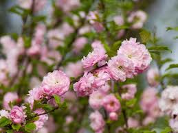 Image result for mandloň trojlaločná