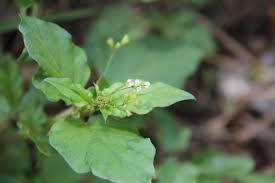 Image result for Boerhavia erecta