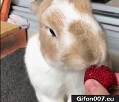 Yes rabbits can eat strawberries, but only small amounts & if she/he likes them & if your rabbit is healthy & it doesn't do any harm e.g. Rabbit Eat Strawberry Youtube Video Gif Video Cute Animals Cute Funny Animals Cute Hamsters
