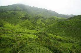 Bas dari tanah tinggi cameron (tanah rata) ke pulau pinang. Boh Tea Plantation Tanah Tinggi Cameron Cameron Highlands Pahang Malaysia Mapio Net