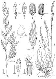 Image result for Eragrostis paniciformis