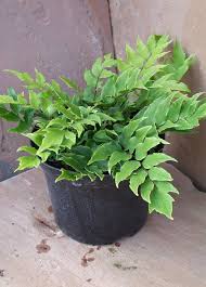 We did not find results for: 21 Best Ferns For Containers That You Can Grow Indoors Outdoors Easily Balcony Garden Web