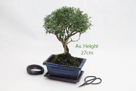 They are artistic in form and create a beautiful calming ambience within the home. Serissa Flowering Bonsai Tree 15cm Pot All Things Bonsai