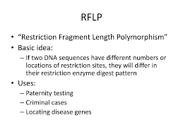 Str's are tandem repeated sequences in the dna and are usually. Ppt Rflp Powerpoint Presentation Free Download Id 6899332