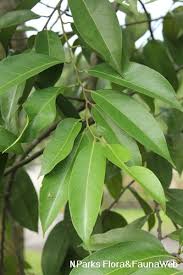 Image result for Maranthes