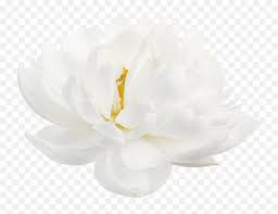 White and yellow lotus flower illustration, nelumbo nucifera lotus euclidean, lotus lotus lotus, computer wallpaper, sacred lotus, golden lotus png. Lotus Flower Transparent White Lotus Flower Png Lotus Transparent Free Transparent Png Images Pngaaa Com