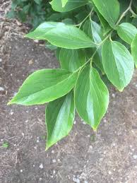 Image result for Celtis africana